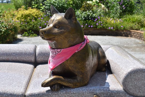 Kabosu the Doge.