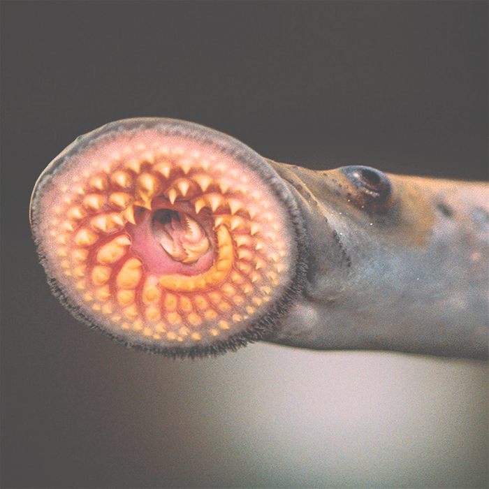 The lamprey's so-called oral disk is its most distinct feature.