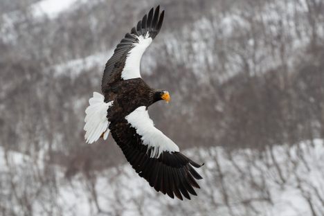A Steller’s sea eagle near Sapporo, Japan.