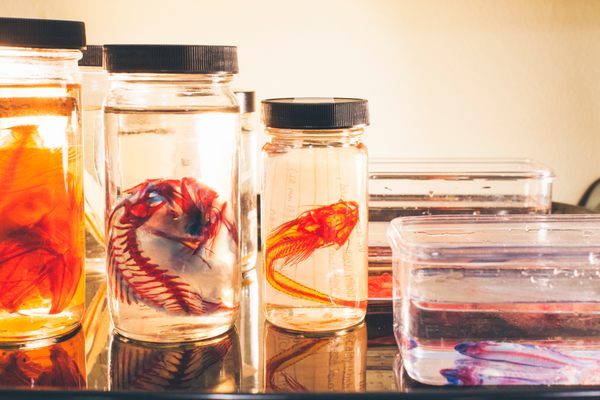 Ichthyology Collection