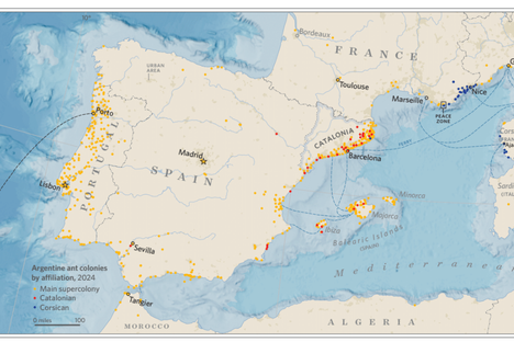 The "Peace Zone" Between Europe's Ant Supercolonies 