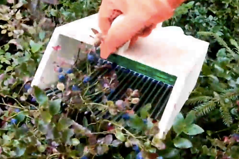 Watch an Action-Packed Video of a Swedish-Ukrainian Berry Rake