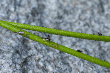 This ‘Cryptically Carnivorous’ Plant Has Been Hiding in Plain Sight, Waiting for Flesh