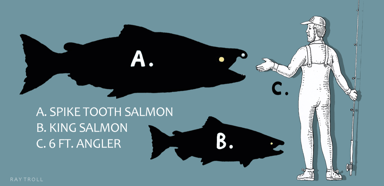 The now-extinct spike-toothed salmon was nearly nine feet long, dwarfing today's largest salmon species.