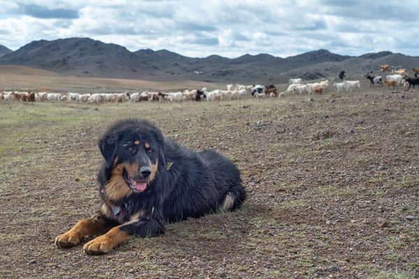Bankhar dogs spend their lives with the herds they protect.