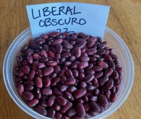 The rosy-red Liberal Obscuro bean.