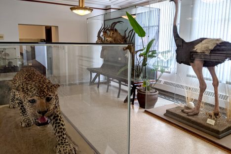 WNB Financial Winona MN African Safari Exhibit