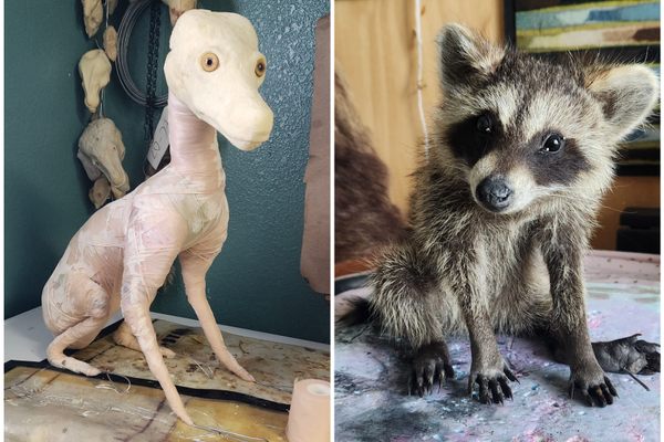 The materials to create the coyote (left) are commonly used for building stop motion puppets; a raccoon (right) looks lifelike after Binard mounts the hide on the form.