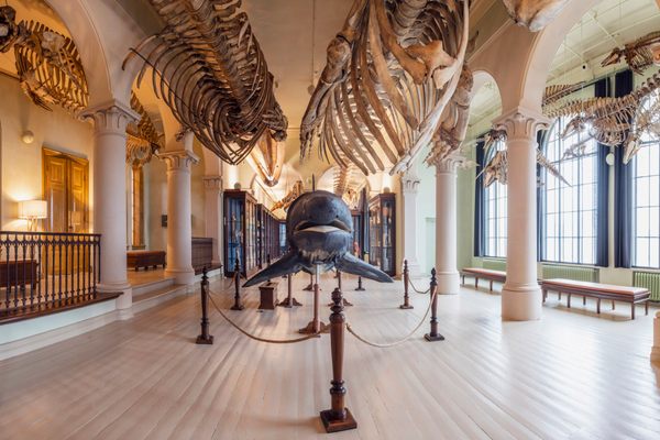 A natural history museum in Norway has a secret no one can figure out.