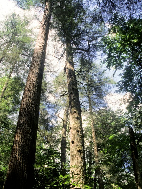 Although much of Appalachia’s old-growth forests have been destroyed, those that survive are glorious.