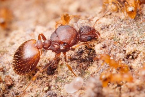 Hawai'i Tackles Invasive Little Fire Ants With Vigilance, Slingshots, and Gooey 'Sputter'