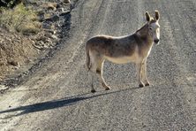 Watch for burros on the road!