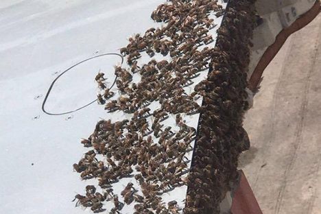 Bees cover the wing of a plane.
