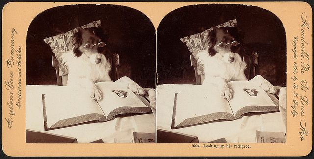 Looking up his pedigree, 1898