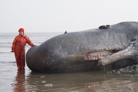 Dr. Joy Reidenberg stands next to a sperm whale in 2011.