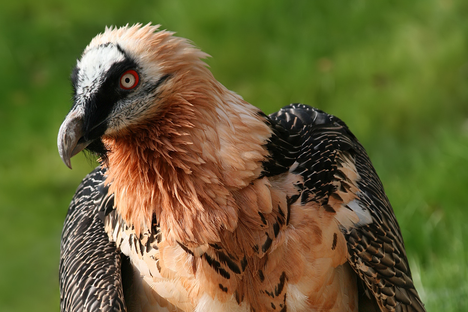 The bearded vulture has returned to the Alps after being hunted and poisoned to local extinction.