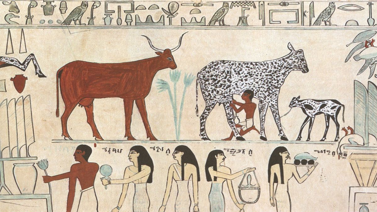 Old Egyptian hieroglyphic painting showing an early instance of a domesticated animal (cow being milked).