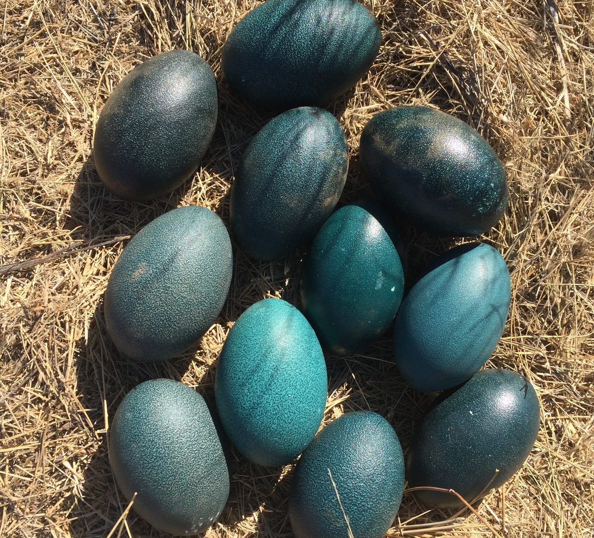 The number of emu eggs per clutch varies from a few to dozens; each egg weighs more than a pound.
