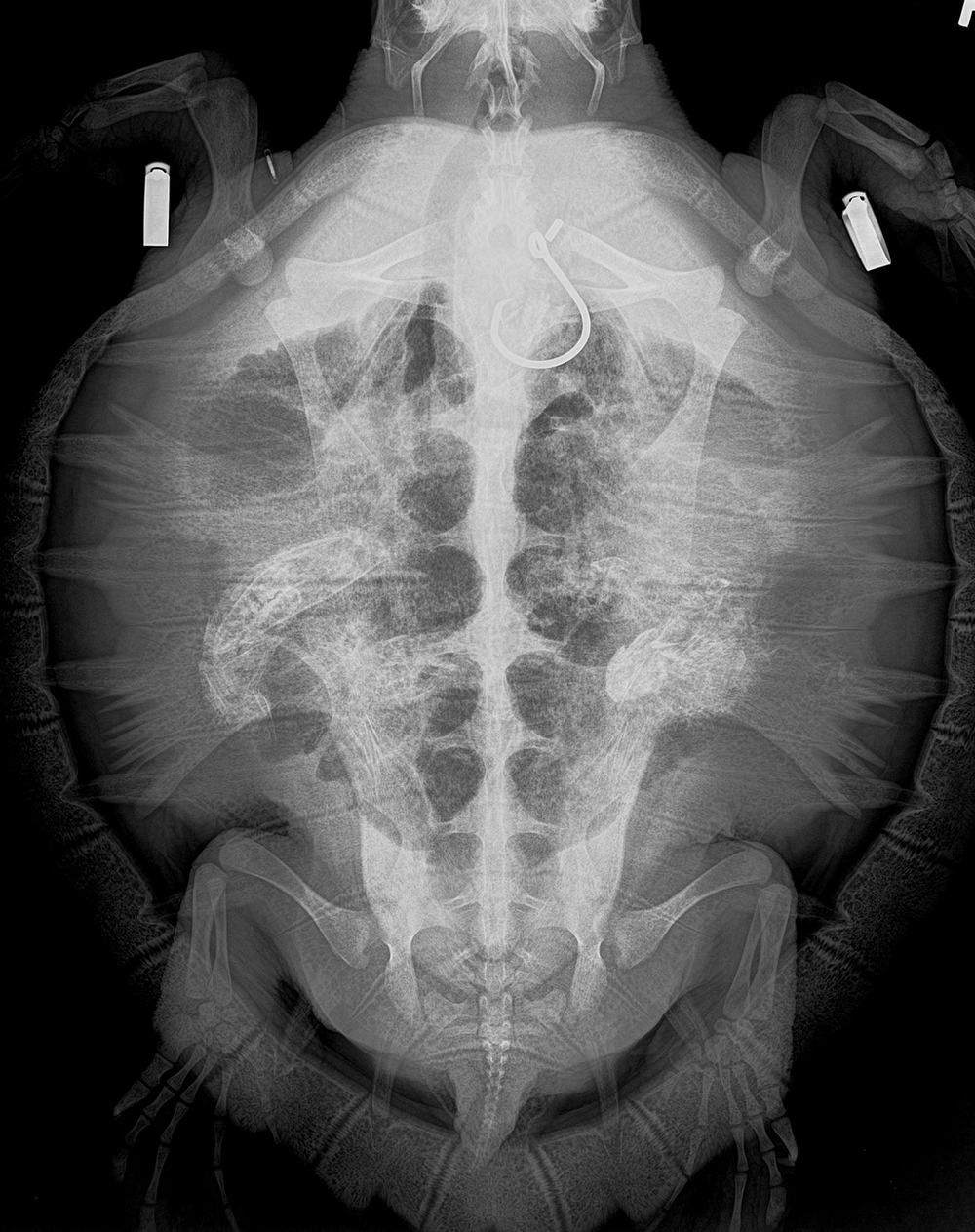 The fishhook, seen near the top of this X-ray, was lodged in the turtle’s stomach.