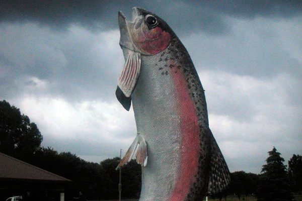 The Big Trout