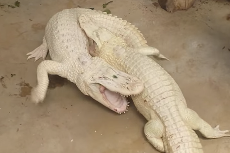 Watch Two Rare Albino Alligators Get Gnarlier Than Usual