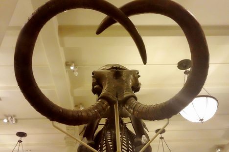 More Than Just “Stupid Camels”: Atlas Obscura Visits the American Museum of Natural History