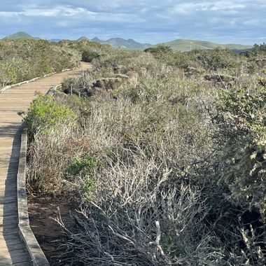 Elfin Forest Boardwalk.