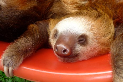 7 Wildlife Sanctuaries Where You Can Get Incredibly Close to Animals