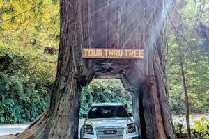 Tour Thru Tree in Klamath, California