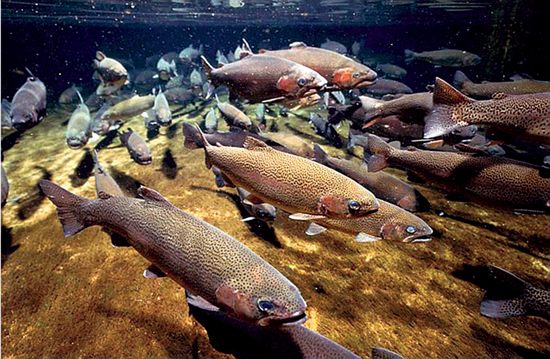 Salmon spawning near a former reactor site at Washington's Hanford nuclear reservation.