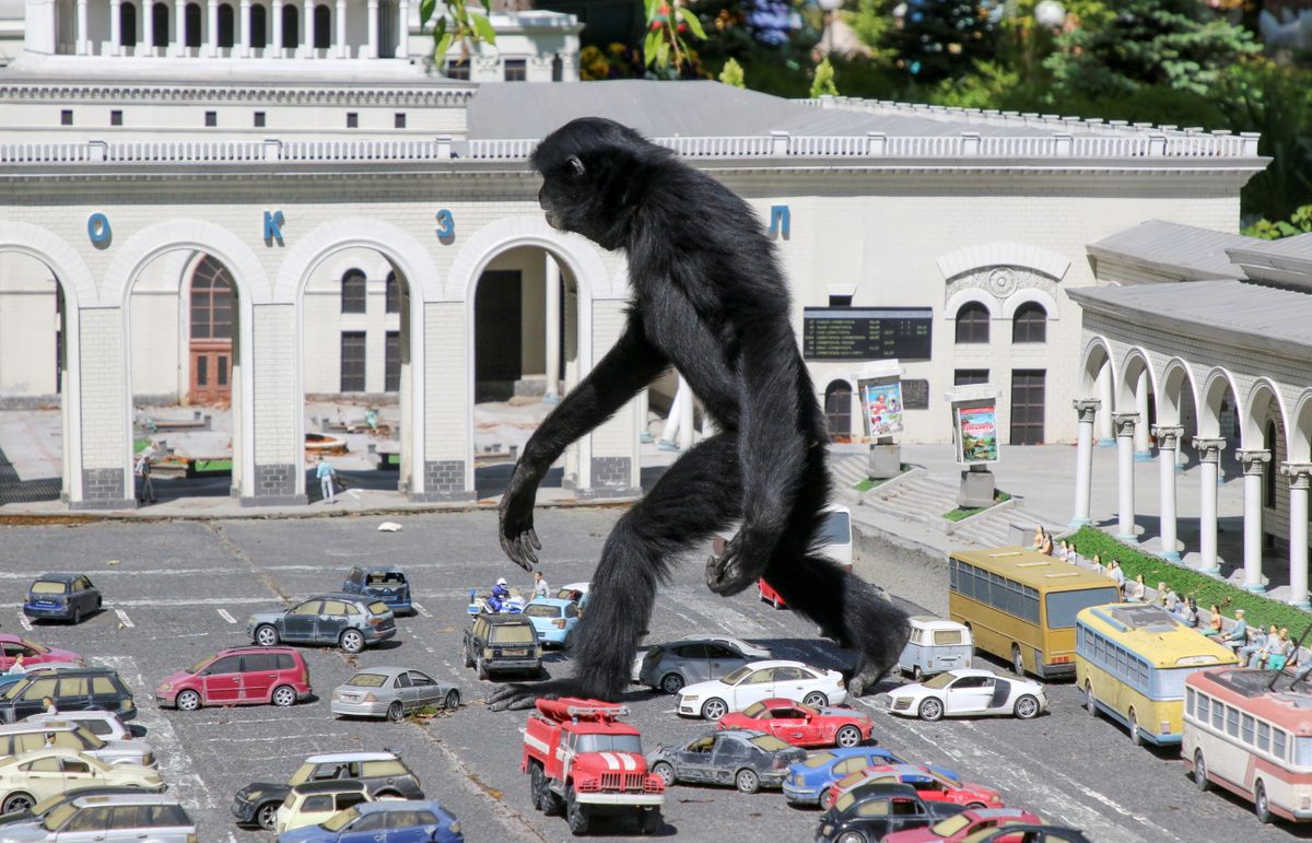 It's not King Kong, but a gibbon walking amid models of vehicles at a zoo in the park of miniatures in Bakhchisaray, Ukraine, on May 24, 2021. 