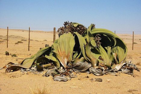 Welwitschia