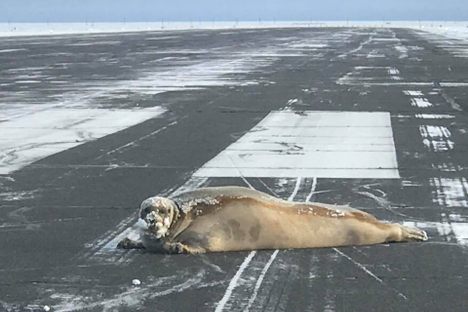 A bearded seal, sprawled on the runway of the Wiley Post–Will Rogers Memorial Airport.