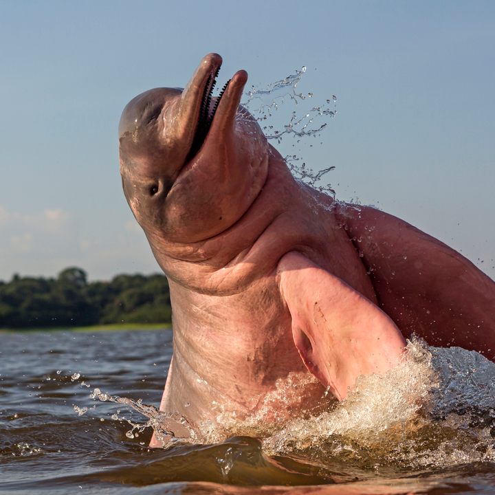 Pink dolphins of the Amazon.