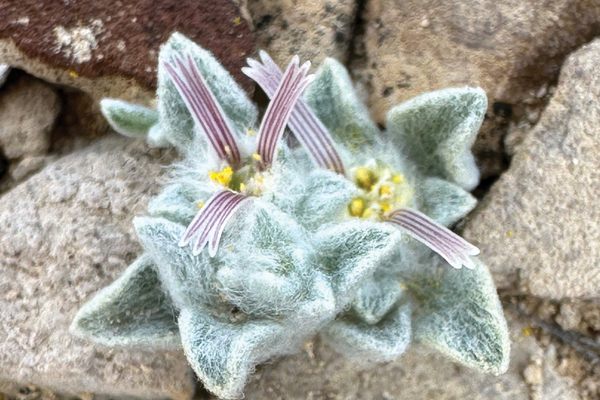 The first photo of the woolly devil made a stir among botanists when Deb Manley uploaded it to iNaturalist in March 2024.
