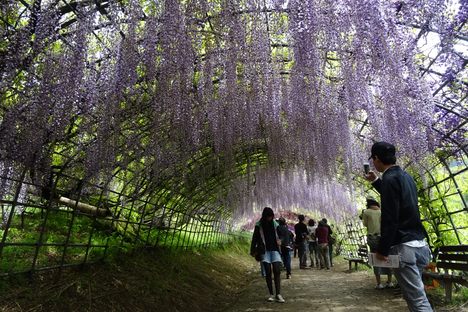 Wisteria Tunnel