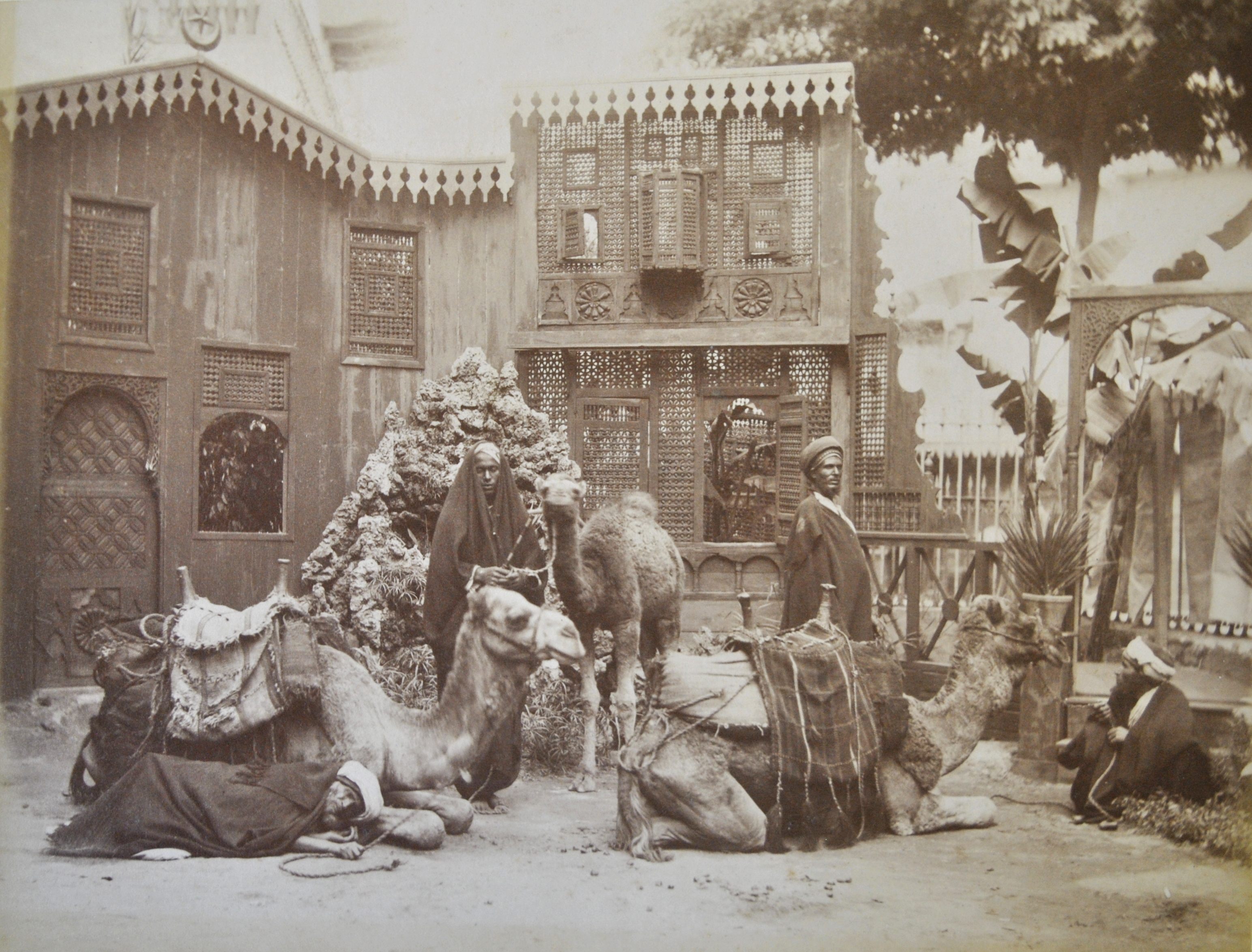 Camels in a courtyard.