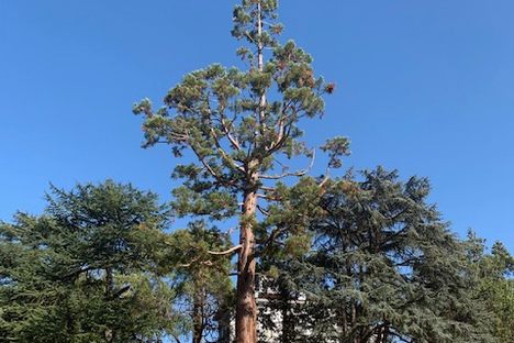 John Muir's Giant Sequoia. 