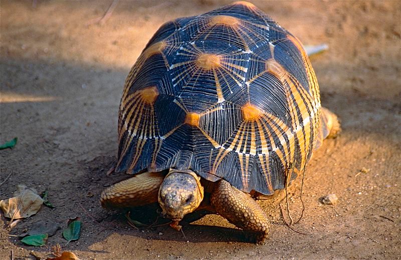 Radiated tortoises like these are often kept as pets in Malaysia.