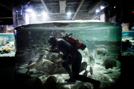A diver cleans a tank in the tropical section. 