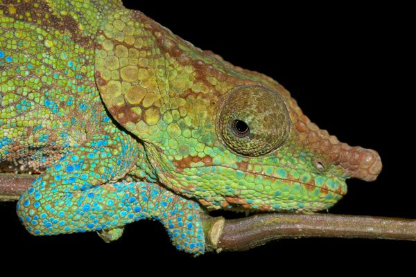 The cryptic chameleon, Calumma crypticum, has a past full of mystery.