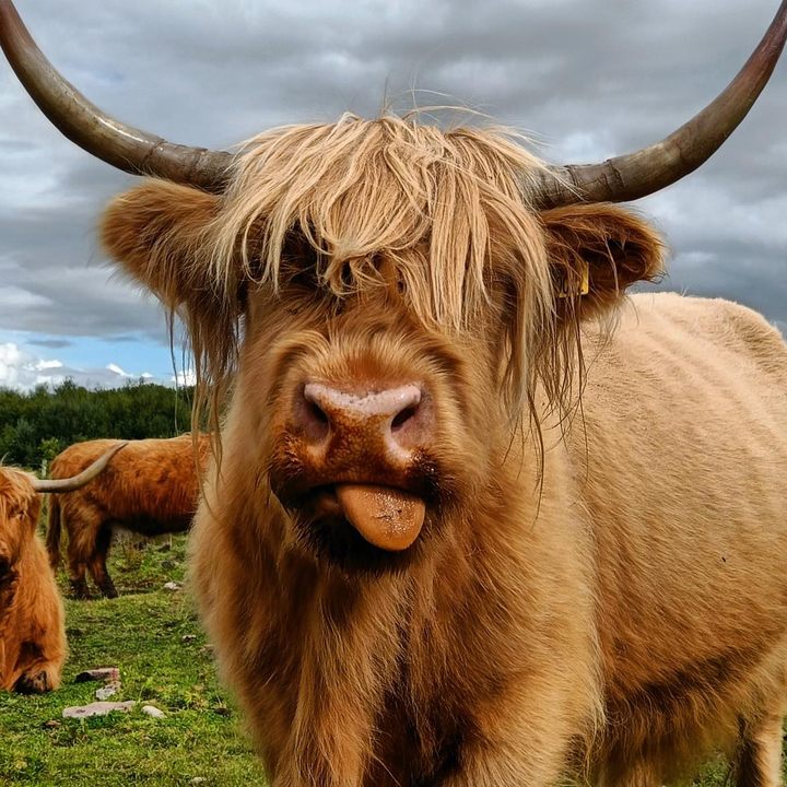 How Highland Cows Are Restoring Culloden Battlefield's Historic