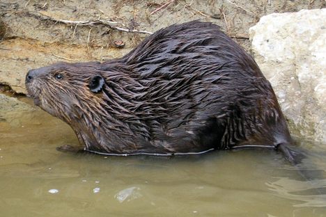 Beaver Herds Cows