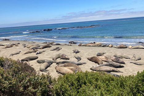 Piedras Blancas Elephant Seal Rookery