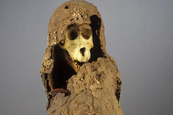 Skull and linen wrapping of a mummified baboon recovered from Gabbanat el-Qurud, Egypt and connected genetically to coastal Eritrea.