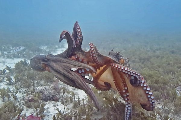 Why Is This Crab Wearing Red and Green Pom-Poms? - Atlas Obscura