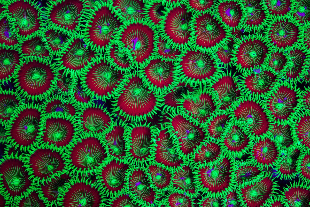 <em>Palythoa mutuki</em>, a soft coral, fluoresces under UV light.