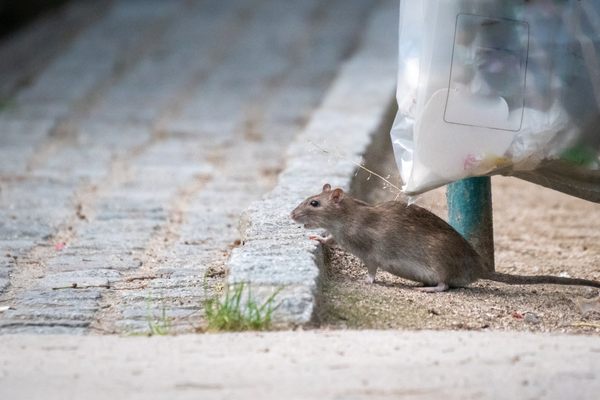 Shorter winters and fewer freezes give rats more time to feed and breed.