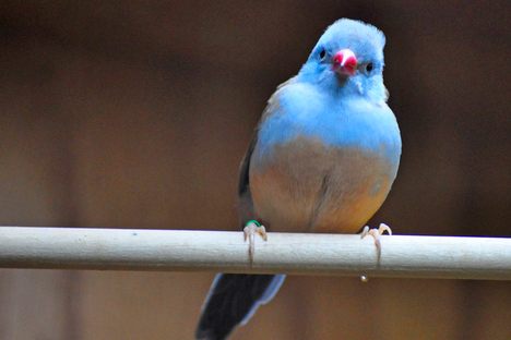 Fleeting Wonders: A Tap-Dancing Songbird