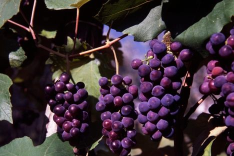Bunches of vitis labrusca, wine grapes native to the Americas.